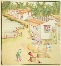 Chinese Peasants Sifting Rice (colour litho) | Obraz na stenu