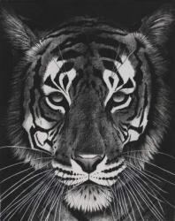 Tiger on black dream, 2014,(charcoal on paper) | Obraz na stenu