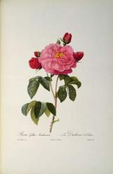 Rosa Gallica Aurelianensis or the Duchess of Orleans from, 'Les Roses', 1821 (colour litho) | Obraz na stenu