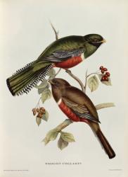 Trogon Collaris from 'Tropical Birds', 19th century (coloured litho) | Obraz na stenu