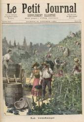 The Wine Harvest, from 'Le Petit Journal', 31st October 1891 (colour litho) | Obraz na stenu