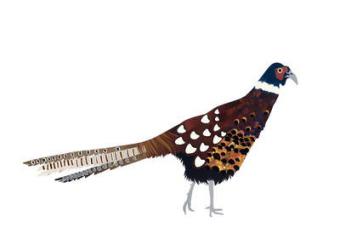 Pheasant, 2013, (cut paper) | Obraz na stenu
