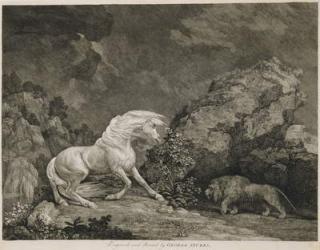 A Horse Affrighted by a Lion, engraved by the artist (etching) | Obraz na stenu
