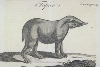 Tapir, from 'The Gentleman's Magazine', published in December 1772 (engraving) | Obraz na stenu