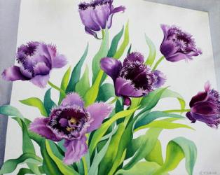 Purple Fringe Tulips (watercolour on paper) | Obraz na stenu