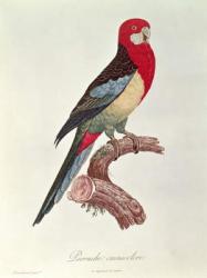 Omnicoloured Parakeet | Obraz na stenu