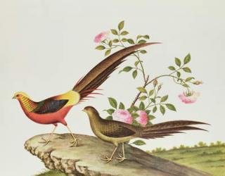 A golden pheasant, Ch'ien-lung period (1736-96) (colour on paper) | Obraz na stenu