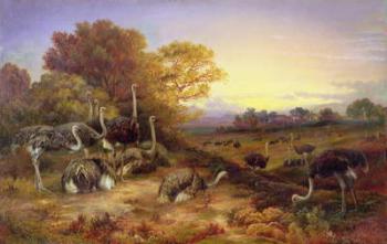 Ostriches, 19th century | Obraz na stenu