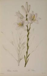 Lilium Candidum, from `Les Liliacees', 1807 (coloured engraving) | Obraz na stenu