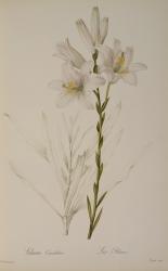 Lilium Candidum, from `Les Liliacees', 1807 (coloured engraving) | Obraz na stenu