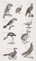 Different types of birds (engraving) | Obraz na stenu