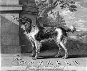 The New Chien Savant, or Learned Dog, print made by F-Morellon la Cave, 1752 (engraving) | Obraz na stenu
