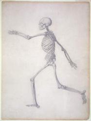 The Human Skeleton, lateral view, from the series 'A Comparative Anatomical Exposition of the Structure of the Human Body with that of a Tiger and a Common Fowl, 1795-1806 (graphite on paper) | Obraz na stenu