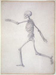 The Human Skeleton, lateral view, from the series 'A Comparative Anatomical Exposition of the Structure of the Human Body with that of a Tiger and a Common Fowl, 1795-1806 (graphite on paper) | Obraz na stenu