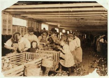 Rosy aged 8 works a 14 hour day as an oyster shucker at Dunbar Cannery, Louisiana, 1911 (b/w photo) | Obraz na stenu