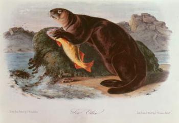 Sea Otter from Quadrupeds of North America (1842-5) | Obraz na stenu