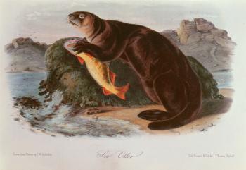 Sea Otter from Quadrupeds of North America (1842-5) | Obraz na stenu