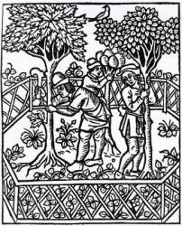 Tending Vines from 'Livre des prouffits champetres' by Petrus de Crescentiis, edition published in 1529 (woodcut) | Obraz na stenu