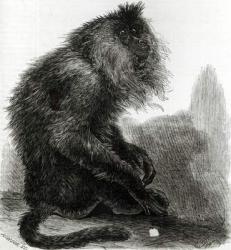 The Indian Waderoo Monkey (Silenus Veter) engraved by Pearson, October 1859 (engraving) (b/w photo) | Obraz na stenu