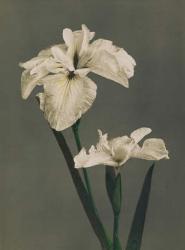 Iris Kaempferi, 1896 (hand-coloured collotype) | Obraz na stenu
