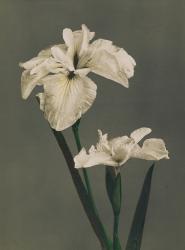 Iris Kaempferi, 1896 (hand-coloured collotype) | Obraz na stenu