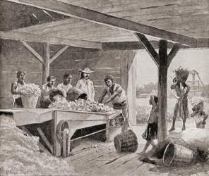 Slaves working with a 19th century cotton gin on a plantation in a southern state of the United States of America, from 'The History of Our Country', published 1905 (litho) | Obraz na stenu