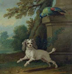 Zaza, the dog, c.1730 (oil on canvas) | Obraz na stenu