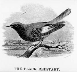 The Black Redstart, illustration from 'A History of British Birds' by William Yarrell, first published 1843 (woodcut) | Obraz na stenu