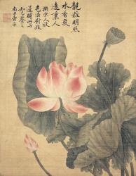Peonies (ink & colour on silk backed paper) | Obraz na stenu