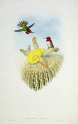 Humming Bird, engraved by Walter and Cohn (colour litho) | Obraz na stenu