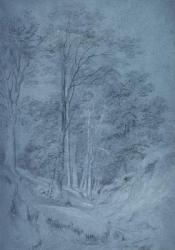 Study of ash and other trees (pencil on paper, heightened with white chalk) | Obraz na stenu