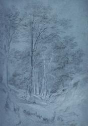 Study of ash and other trees (pencil on paper, heightened with white chalk) | Obraz na stenu