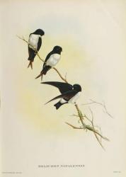 Delichon nipalensis, from 'A Century of Birds from the Himalaya Mountains', 1830-32 (colour litho) | Obraz na stenu