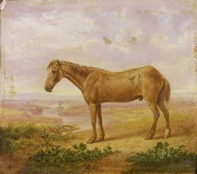 Old Billy, a Draught Horse, Aged 62 (oil on panel) | Obraz na stenu