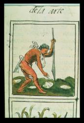 Ms Palat. 218-220 Book IX An Aztec man planting maize, from the 'Florentine Codex' by Bernardino de Sahagun, c.1540-85 | Obraz na stenu