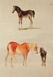 Mares and foals (w/c) | Obraz na stenu