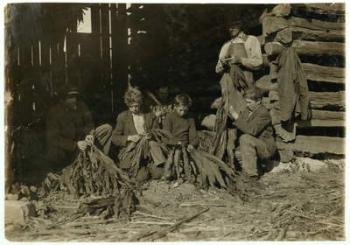 Sons of J.H. Burch aged 12, 14 & 17 stripping tobacco during school hours at Warren County, Rockfield, Kentucky, 1916 (b/w photo) | Obraz na stenu