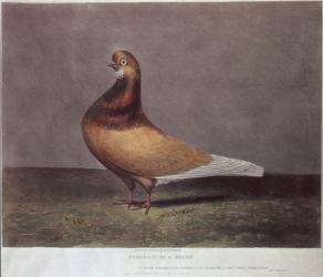 Portrait of a Beard Pigeon (coloured engraving) | Obraz na stenu