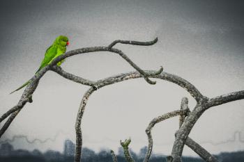 My Friend Resting on the Tree Branch, 2016 (photograph) | Obraz na stenu