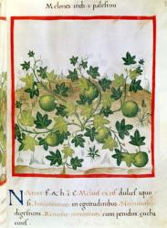 Ms 3054 fol.20 Melons, from 'Tacuinum Sanitatis' (vellum) | Obraz na stenu