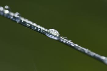 Morning Dew | Obraz na stenu
