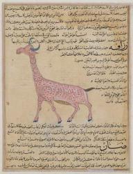 Ms E-7 fol.180 A Giraffe, from 'The Wonders of the Creation and the Curiosities of Existence' by Zakariya'ibn Muhammed al-Qazwini (gouache on paper) | Obraz na stenu