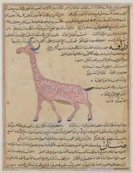 Ms E-7 fol.180 A Giraffe, from 'The Wonders of the Creation and the Curiosities of Existence' by Zakariya'ibn Muhammed al-Qazwini (gouache on paper) | Obraz na stenu