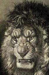 The Lion, King of Beasts, from 'El Mundo Ilustrado', published Barcelona, 1880 (litho) | Obraz na stenu