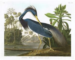 Louisiana Heron, 1834(coloured engraving) | Obraz na stenu