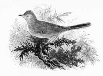 The Dartford Warbler, illustration from 'A History of British Birds' by William Yarrell, first published 1843 (woodcut) | Obraz na stenu