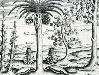 Landscape, Illustration from 'India Orientalis', 1598 (engraving) | Obraz na stenu