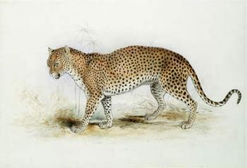 The Leopard (w/c on paper) | Obraz na stenu