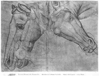 Heads of horses, from the The Vallardi Album (pen & ink on paper) (b/w photo) | Obraz na stenu