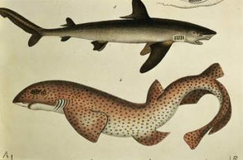 Lesser Spotted Dogfish, Pl.93 from 'Naturgeschichte und Abbildung der Fische' by H.R. Schinz, 1836 (colour litho) | Obraz na stenu